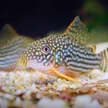 Bottom Feeder