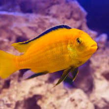 Cichlid
