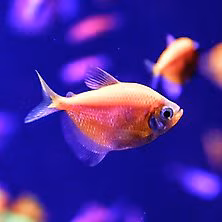 GloFish