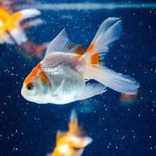 Goldfish