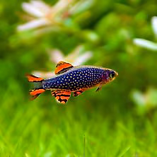 Nano Tanks