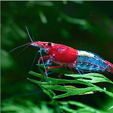Shrimp & Snail