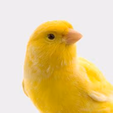 Canary & Finch