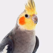 Cockatiel