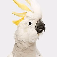 Cockatoo
