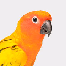 Conure