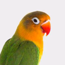 Lovebird