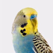 Parakeet