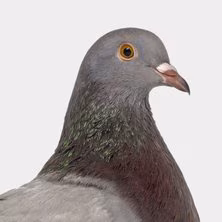 Pigeon