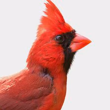Wild Bird